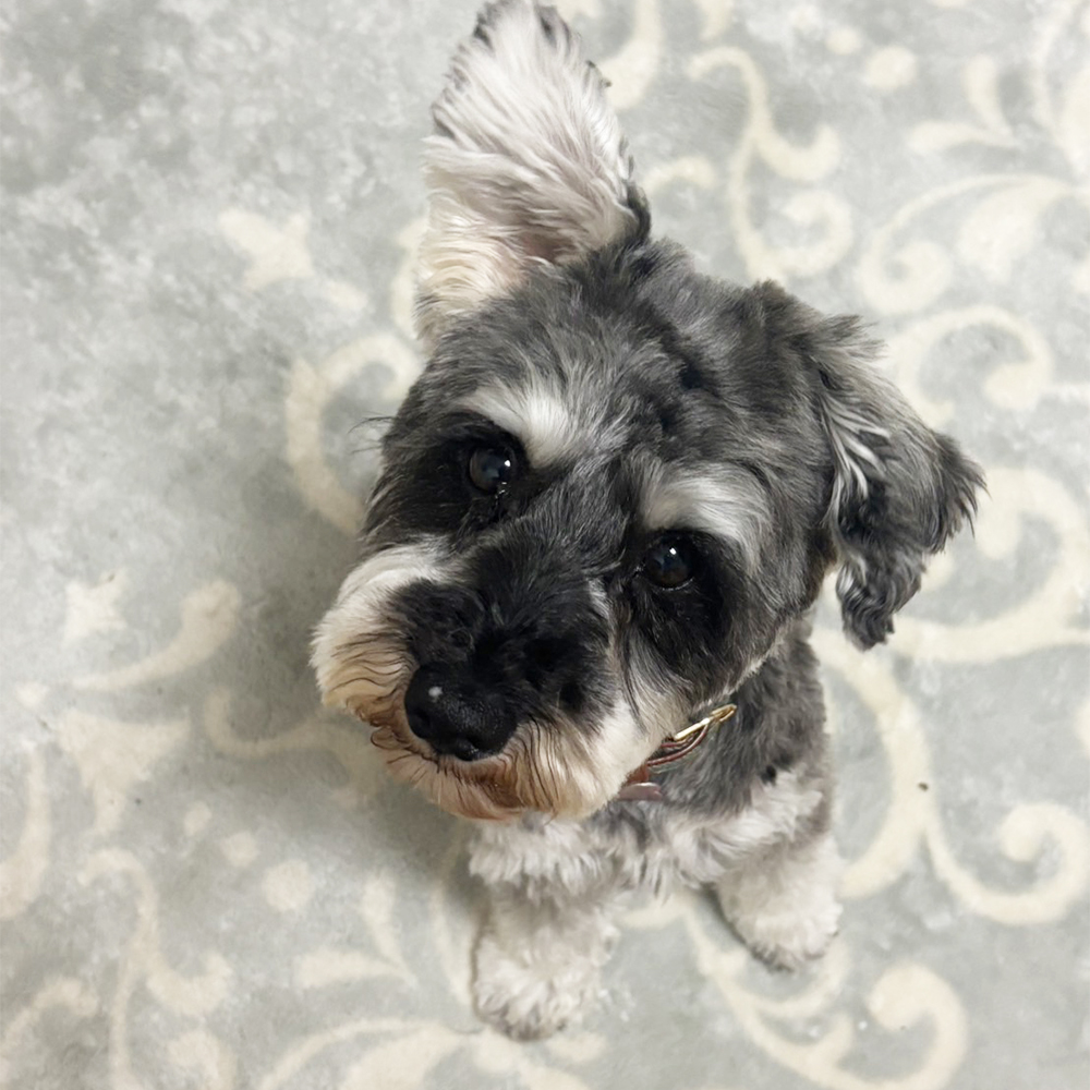 卒業犬ジュリアちゃんの近況！